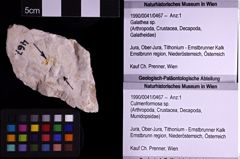 Foto (Objekt + Etiketten) von Culmenformosa sp. (NHMW-GEO-1990-0041-0467)